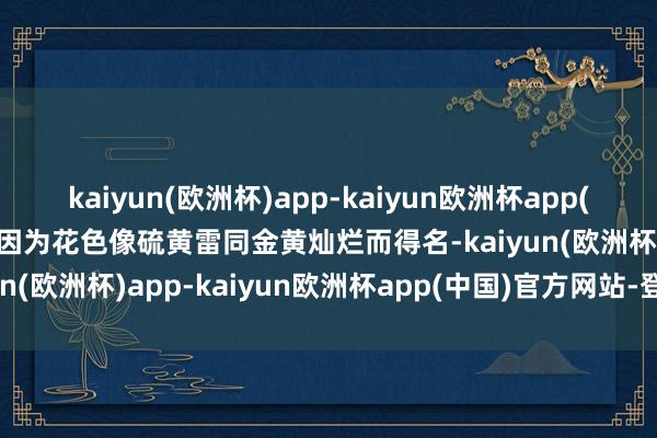 kaiyun(欧洲杯)app-kaiyun欧洲杯app(中国)官方网站-登录入口因为花色像硫黄雷同金黄灿烂而得名-kaiyun(欧洲杯)app-kaiyun欧洲杯app(中国)官方网站-登录入口