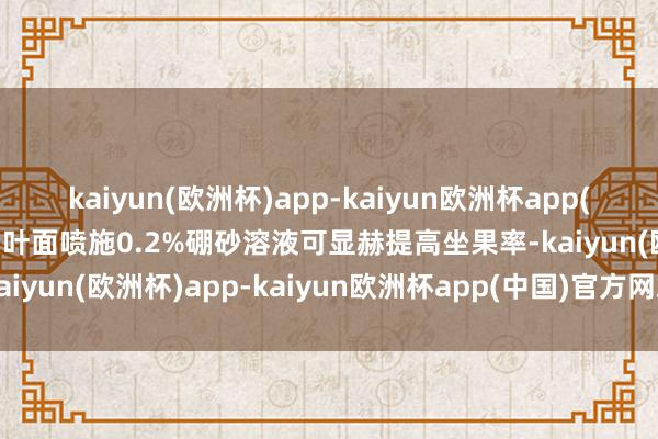 kaiyun(欧洲杯)app-kaiyun欧洲杯app(中国)官方网站-登录入口叶面喷施0.2%硼砂溶液可显赫提高坐果率-kaiyun(欧洲杯)app-kaiyun欧洲杯app(中国)官方网站-登录入口